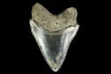 Serrated, Fossil Megalodon Tooth - Indonesia #148971-2